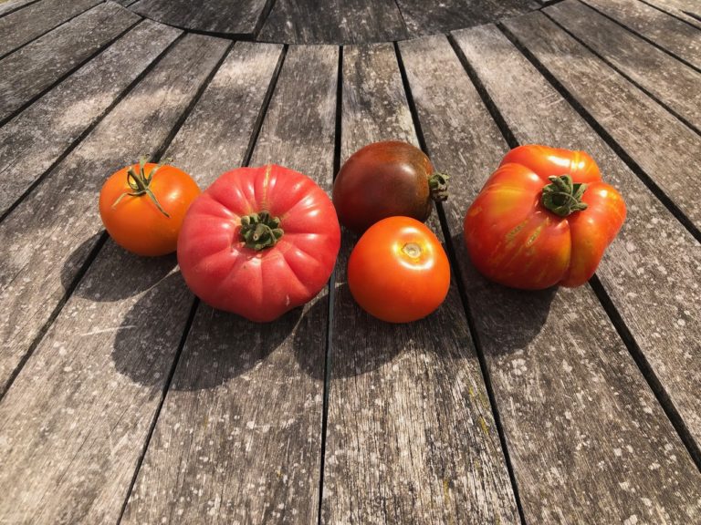 Tomaten | Ökokiste